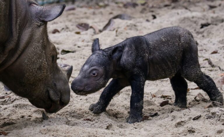 Szumátrai orrszarvú borjú született, megmenekülhet a kihalástól a világ legkisebb rinocéroszfaja