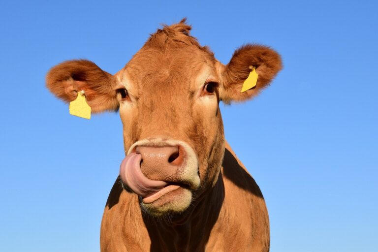 Az egész világot elláthatná inzulinnal egy nagy csorda génmódosított tehén teje