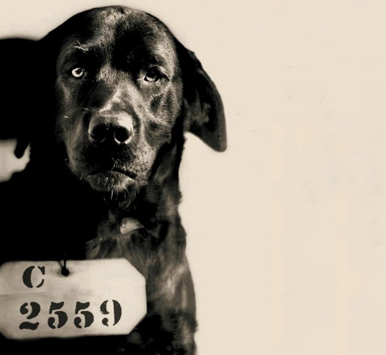 A kutya, aki azzal lett híres, hogy életfogytiglani börtönre ítélték