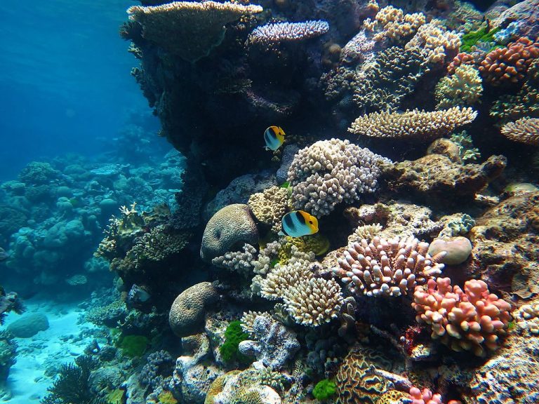Milyen hangot ad ki egy korallzátony?