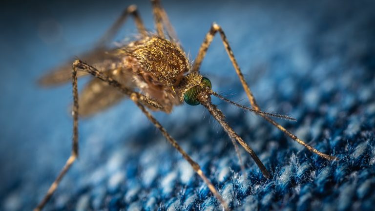 Magyar matematikusok segíthetnek jobban megérteni a Zika-lázat okozó vírus terjedését