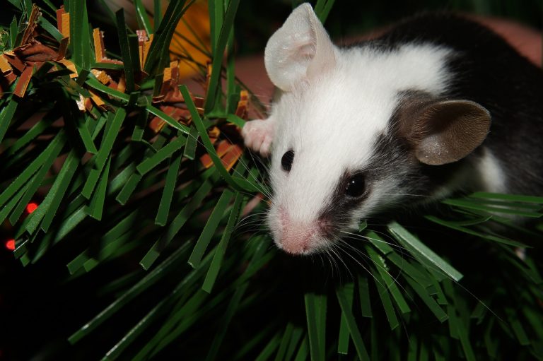 Nem a véletlen sodort genetikailag módosított egereket a Nemzetközi Űrállomásra