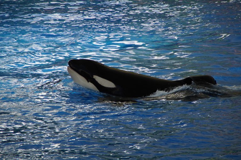 A nagyi-hatás segíti a gyilkos bálna borjak túlélését