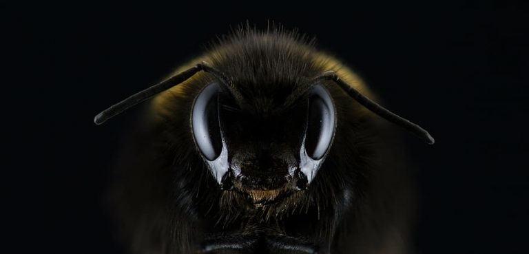 hogyan lehet megnövelni a péniszét méhekkel