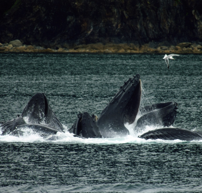 A Hosszúszárnyú bálnák visszatérhetnek a kipusztulás széléről