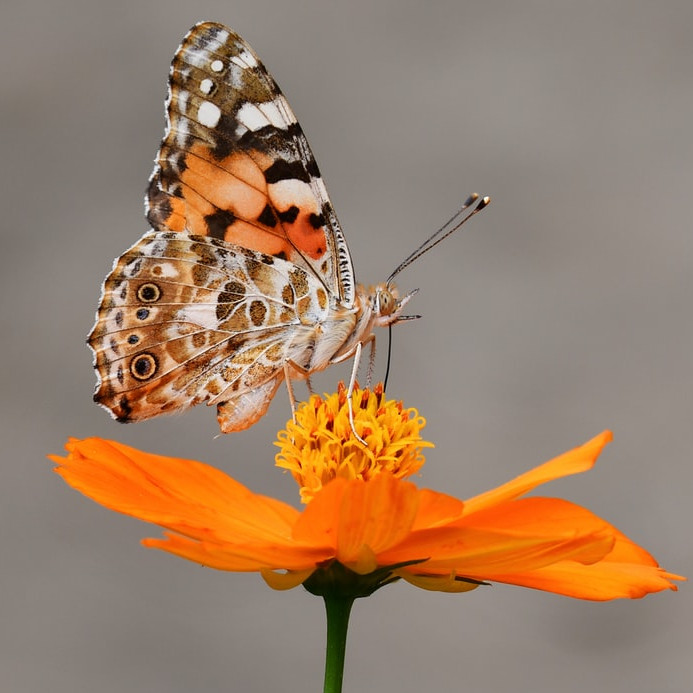 Pareidolia, avagy latin ábécé és arab számok a pillangók szárnyain