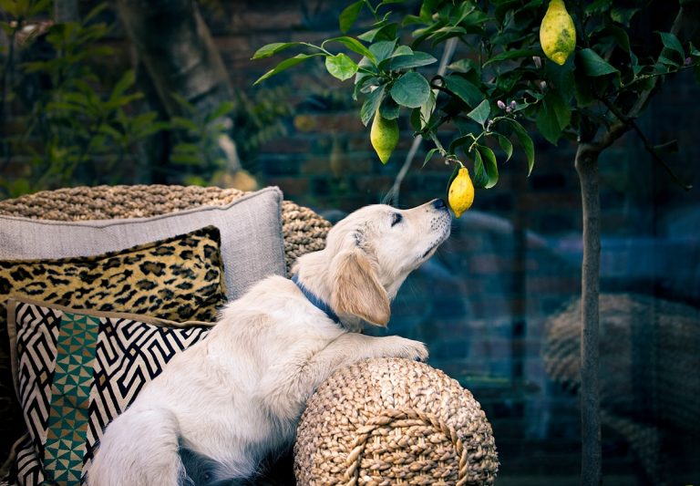 A kutyák lehetnek a citrusfélék megmentői