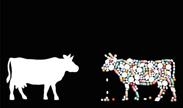 Cowpathy: Indiában nemsokára rákgyógyszert is fejleszthetnek a tehén-melléktermékekből