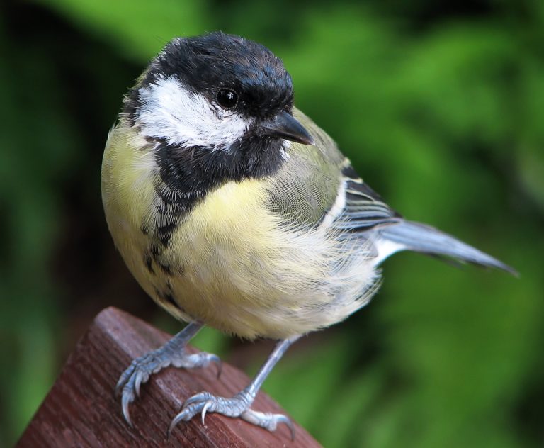 Videóval tanítják a madarakat, hogy melyik veszélyes táplálékot kerüljék el