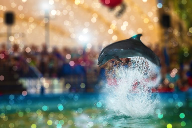 Végre lehúzta a rólót a világ legkegyetlenebb delfines utazócirkusza