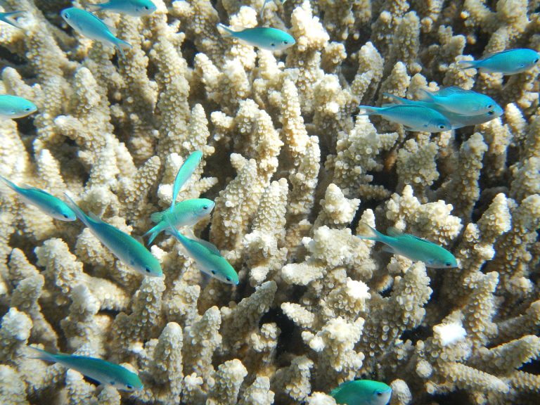 A korallfehéredés sejtszintű oka voltaképp élet-halál harc a korallpolipocskák és a szimbionta algák között