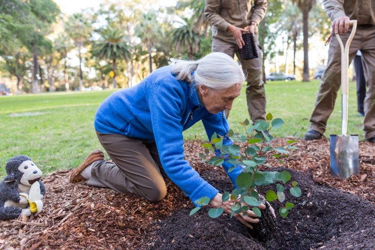 Jane Goodall 5 millió fát tervez ültetni 2020-ban