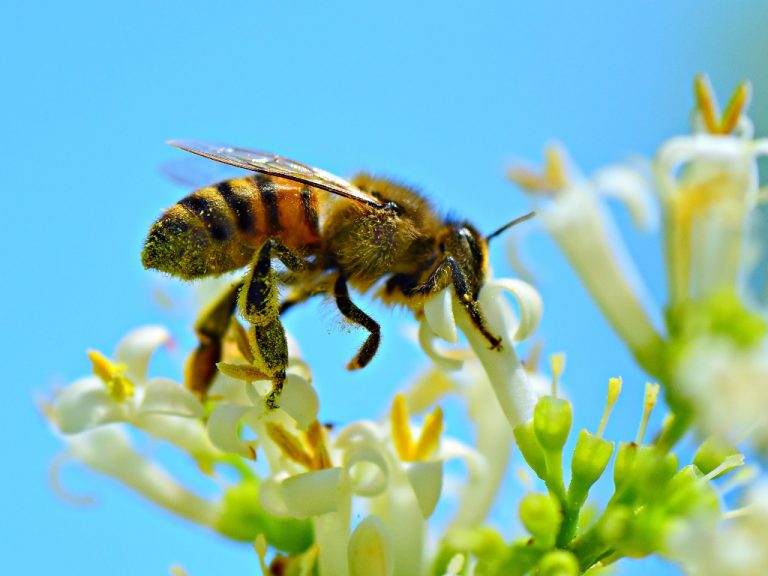 A méhek oda vannak a kannabiszért - és az megmenti az életüket
