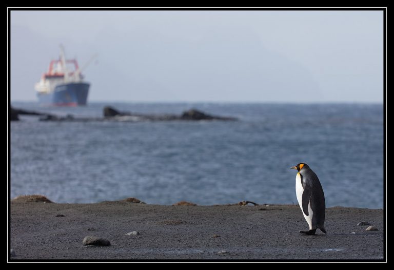 Egymillió királypingvin tűnt el nyom nélkül az Antarktisz környékéről