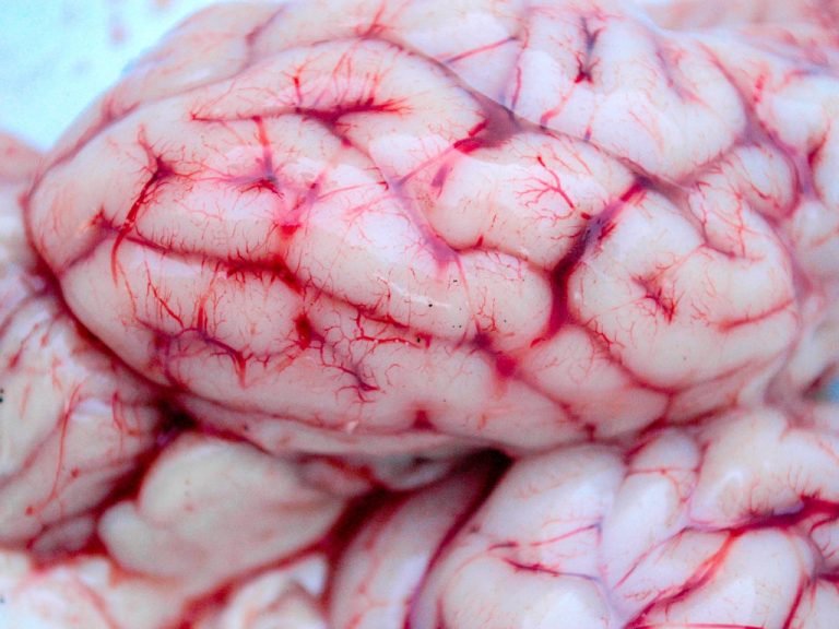 Élő agyszövet kísérletek - és etikai kérdéseik