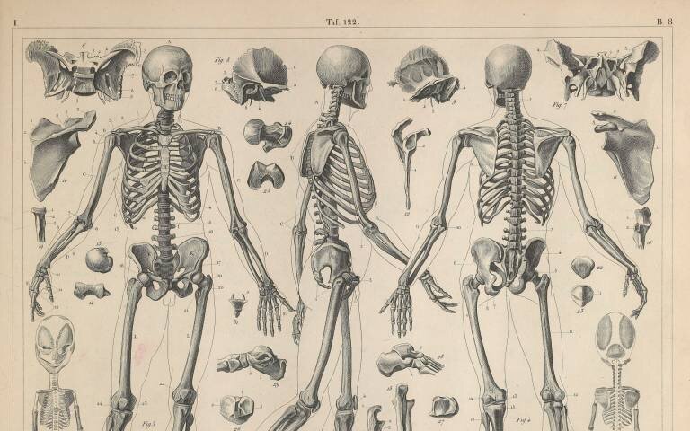 Az intelligens csontok elgörbülnek, hogy megóvjanak bennünket a véletlen törésektől