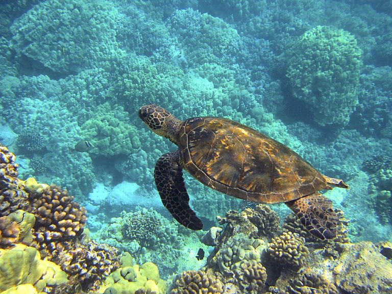 A teknősök összekeverik a műanyag és a táplálék szagát, ami végül halálukat okozza