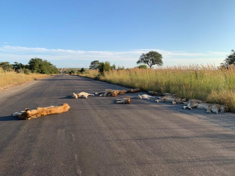 Dél-Afrikában oroszlánok henyélnek a korlátozások miatti üres utakon