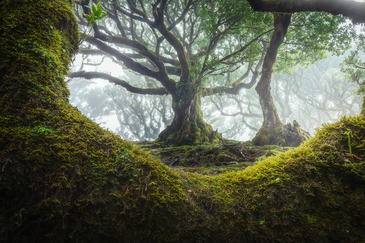 Fotelturista: Utazás Madeira ősi Fanal erdejébe, 500 éves fák közé