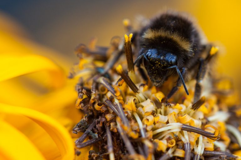 Zseniális és nem teljesen értett kertésztechnikával küzdenek a méhek a klímaváltozás hatásai ellen