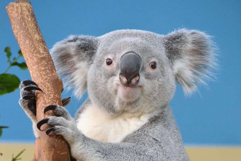 Tudtad, hogy eddig senki se tudta, isznak-e a koalák?