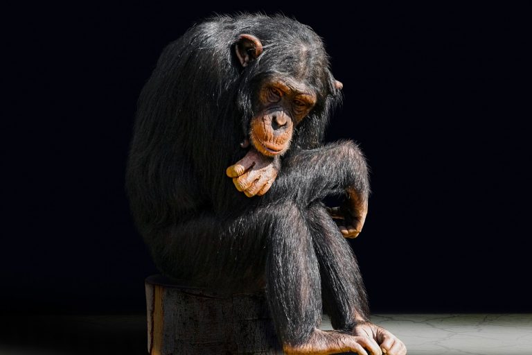 Genetikailag módosított majmokba ültetnének emberi agyból származó géneket