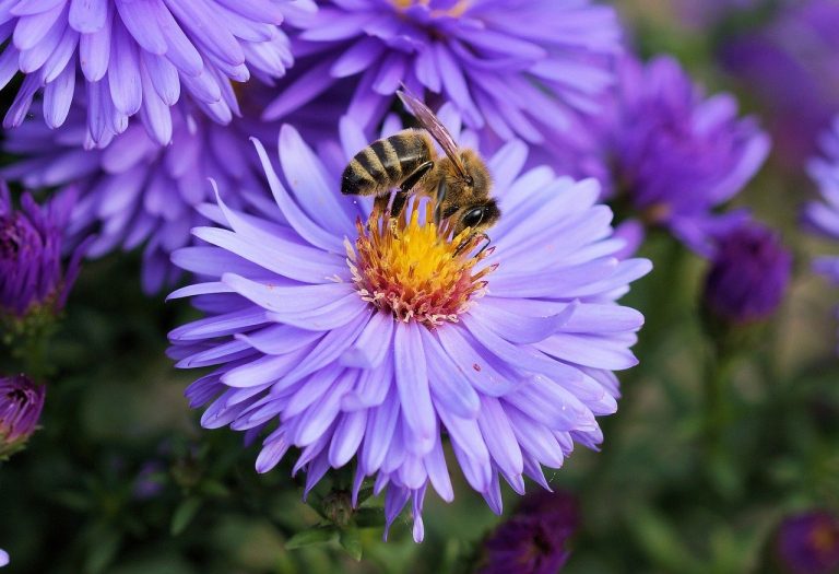 A méhkirálynők ketrecharca egyikük halálig tart