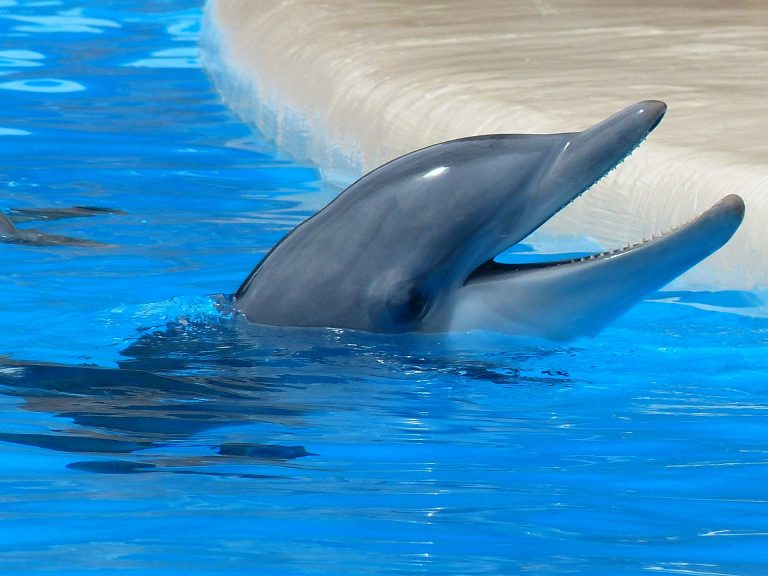 Már léteznek olyan robotdelfinek, melyekkel etikussá tehetnénk a delfin-showkat