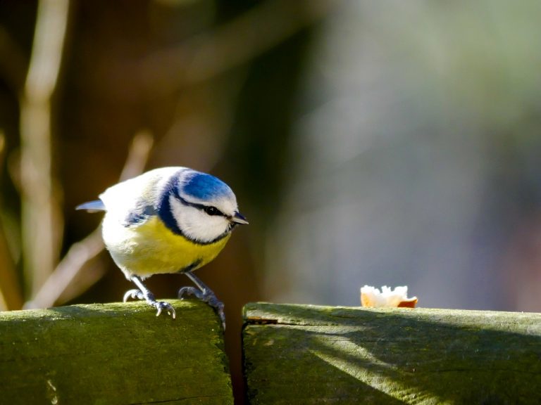 Városban madárfiókát nevelni minden, csak nem gyerekjáték