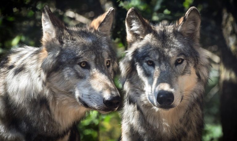 Ismét felbukkantak a farkasok Magyarországon, de tényleg félnünk kell tőlük?