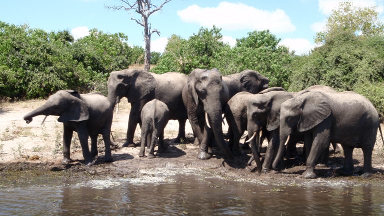 Százával pusztulnak az elefántok Botswanában, és senki sem tudja, miért