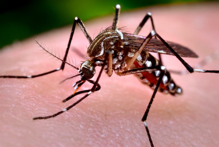 Jó hír: a szúnyogok biztosan nem terjesztik a koronavírust
