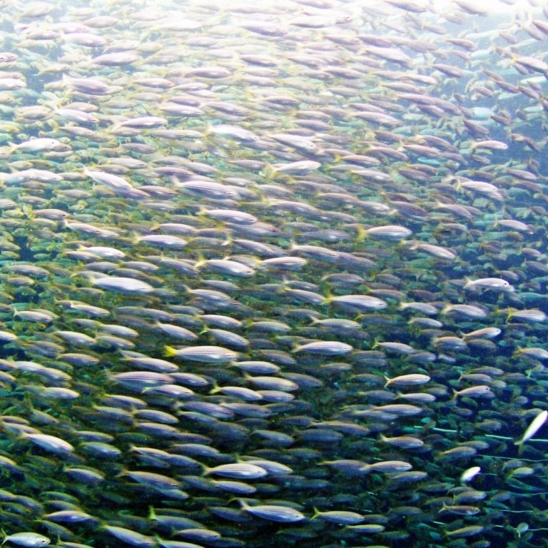 Aggasztó a vándorló halak helyzete a világban