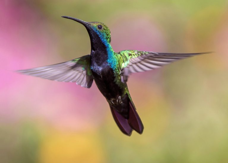 A madarak is reagálnak az ultrahangokra egy új kutatás szerint