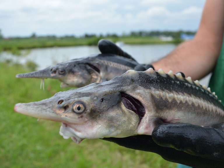 Magyar kutatók teljesen véletlenül létrehoztak egy olyan hibrid halat, ami soha nem létezett