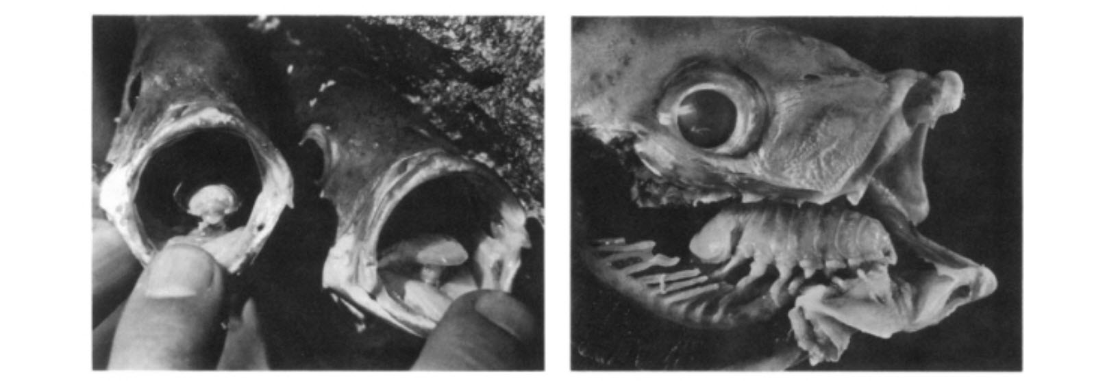 a parazita helyettesíti a hal nyelvét