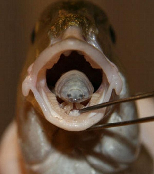 a parazita helyettesíti a hal nyelvét