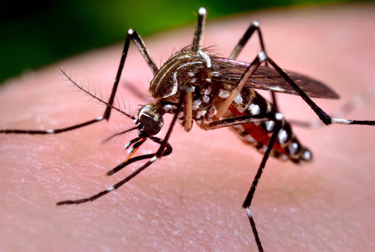 Florida hamarosan szélnek ereszt 750 millió génmanipulált szúnyogot