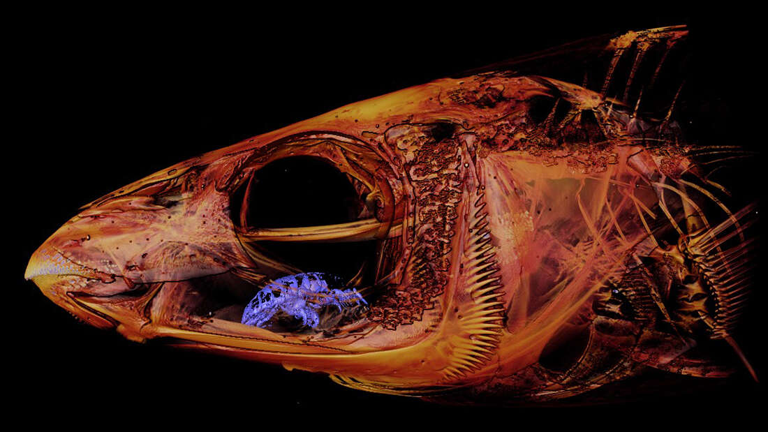 a parazita helyettesíti a hal nyelvét a kerekférgek parazitálják az emberi szerveket