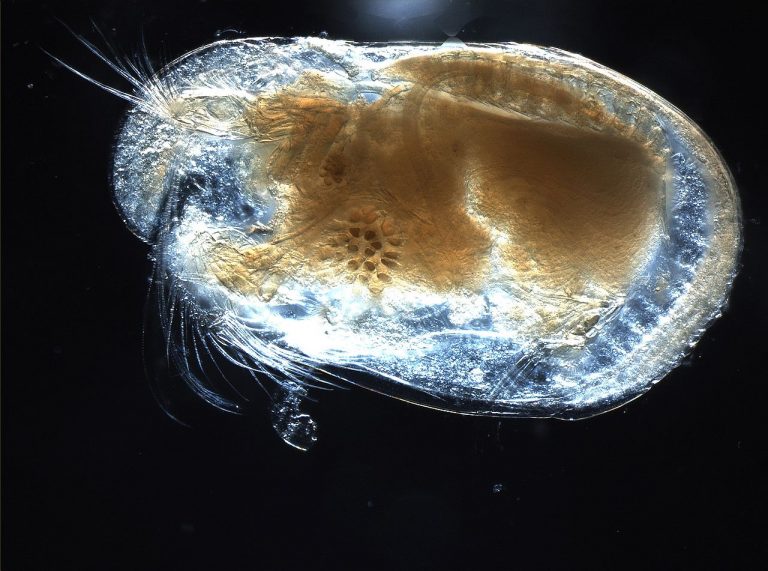 Megtalálták a világ legősibb spermáját