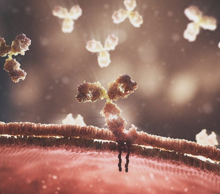 Meg kell-e ijednünk attól, hogy a koronavírus elleni antitestek mennyiségének a csökkenését mérték? – A szakértők szerint nem feltétlen