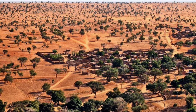 Kiderült, hogy csaknem 1,8 milliárd fa van a Szahara nyugati részén