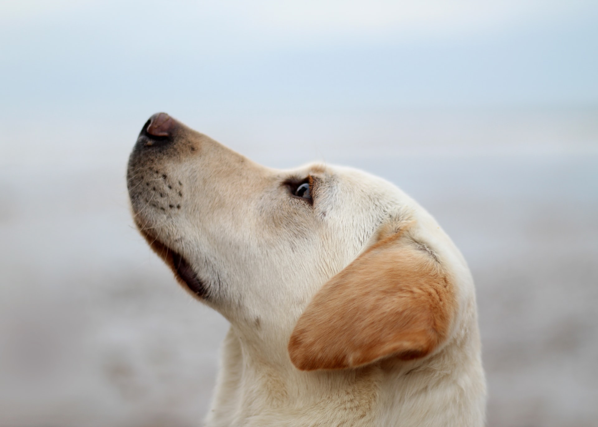 A Bölcs Orr betanított kutyái másodpercek alatt diagnosztizálhatják a Covid-19 fertőzést. Ingyen