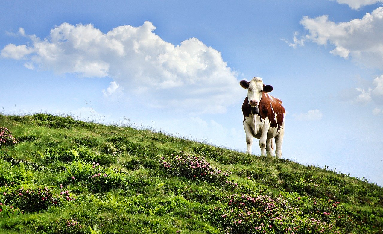 Már 'készülnek' a génmódosított, a klímaváltozásnak ellenálló tehenek