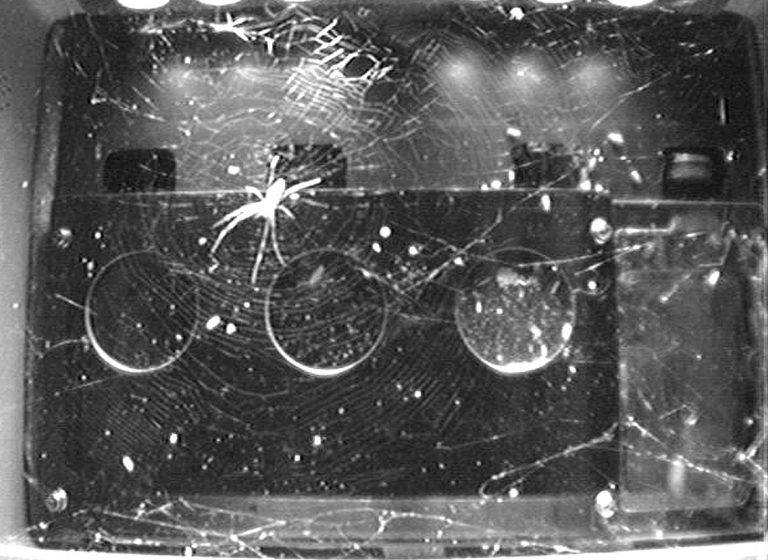 Így sző hálót egy pók a Nemzetközi Űrállomáson