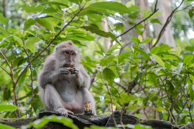 Bali tolvaj majmai tudatosan törekszenek a profitmaximalizálásra