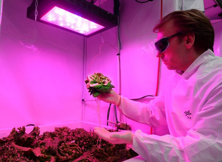 Az ISS asztronautái már a saját maguk által termesztett zöldségeket ehetik