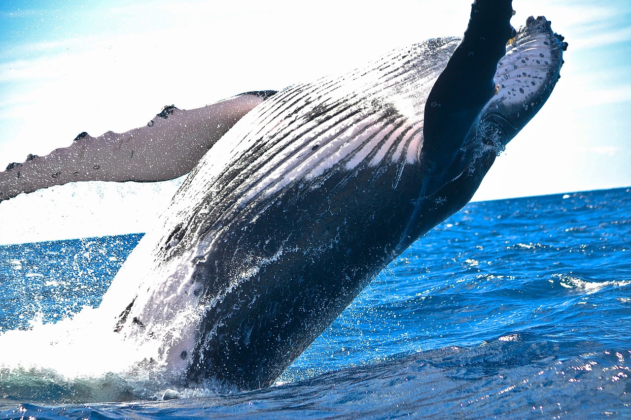 Elkezdtük megérteni, miért nem lesznek a bálnák rákosak, holott nagyon is annak kellene lenniük