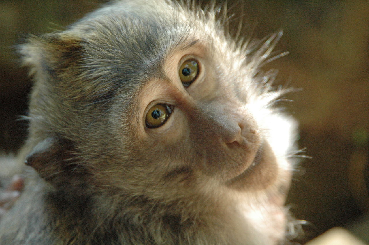 Ember-majom embriókat hoztak létre a kutatók