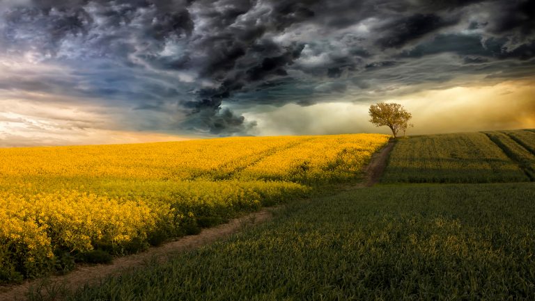 Magyar tudós bejelentése robbantotta ki a világ első génmódosított-élelmiszer botrányát, és a GMO vihar azóta sem ült el
